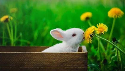 开云体育活动-体育新闻中心推动基层体育数字内容生态建设，体育产业数字化